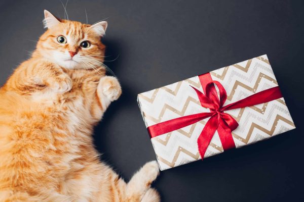 Cat plays with Christmas and New year gift box wrapped in paper and decorated with red ribbon bow on black background.
